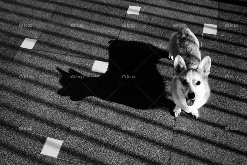 Corgi and her shadow 2