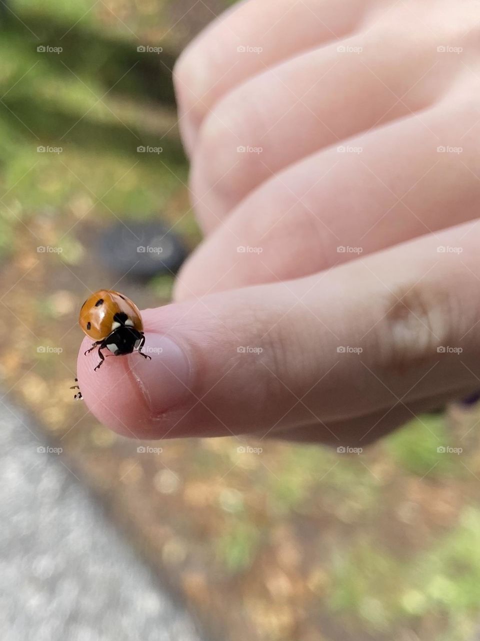 Some people see ladybugs as a sign of good luck, prosperity and love. Others see it as a sign of warming weather and springtime.