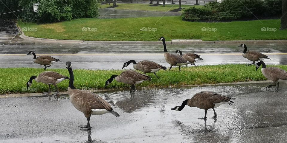 Walking in the Rain