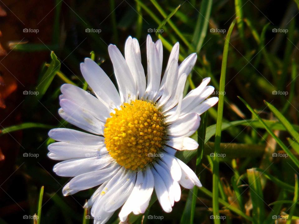 blühendes Gänseblümchen im November