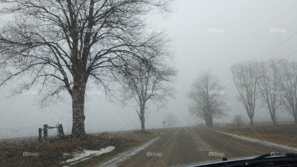 Road, Tree, Landscape, Fog, Winter