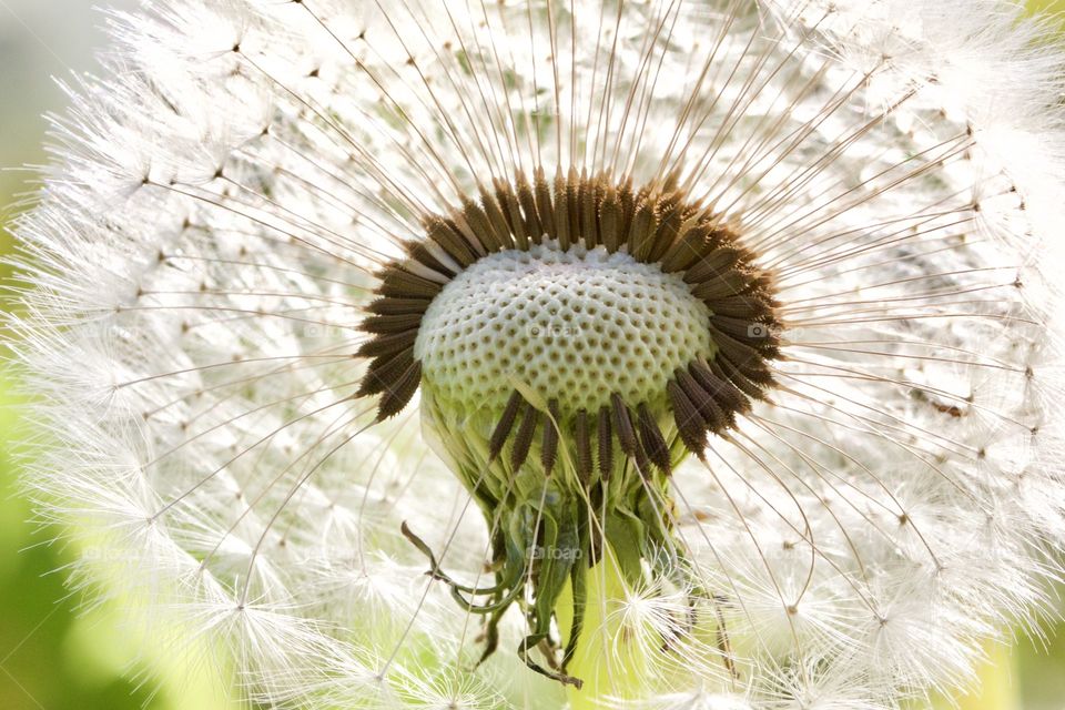 Dandelion