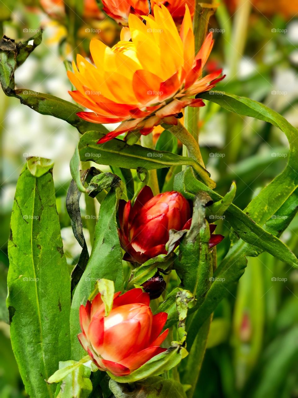 Blooming strawflowers