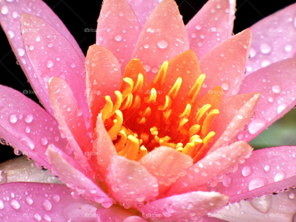 Beautiful pink lily up close in Indiana 