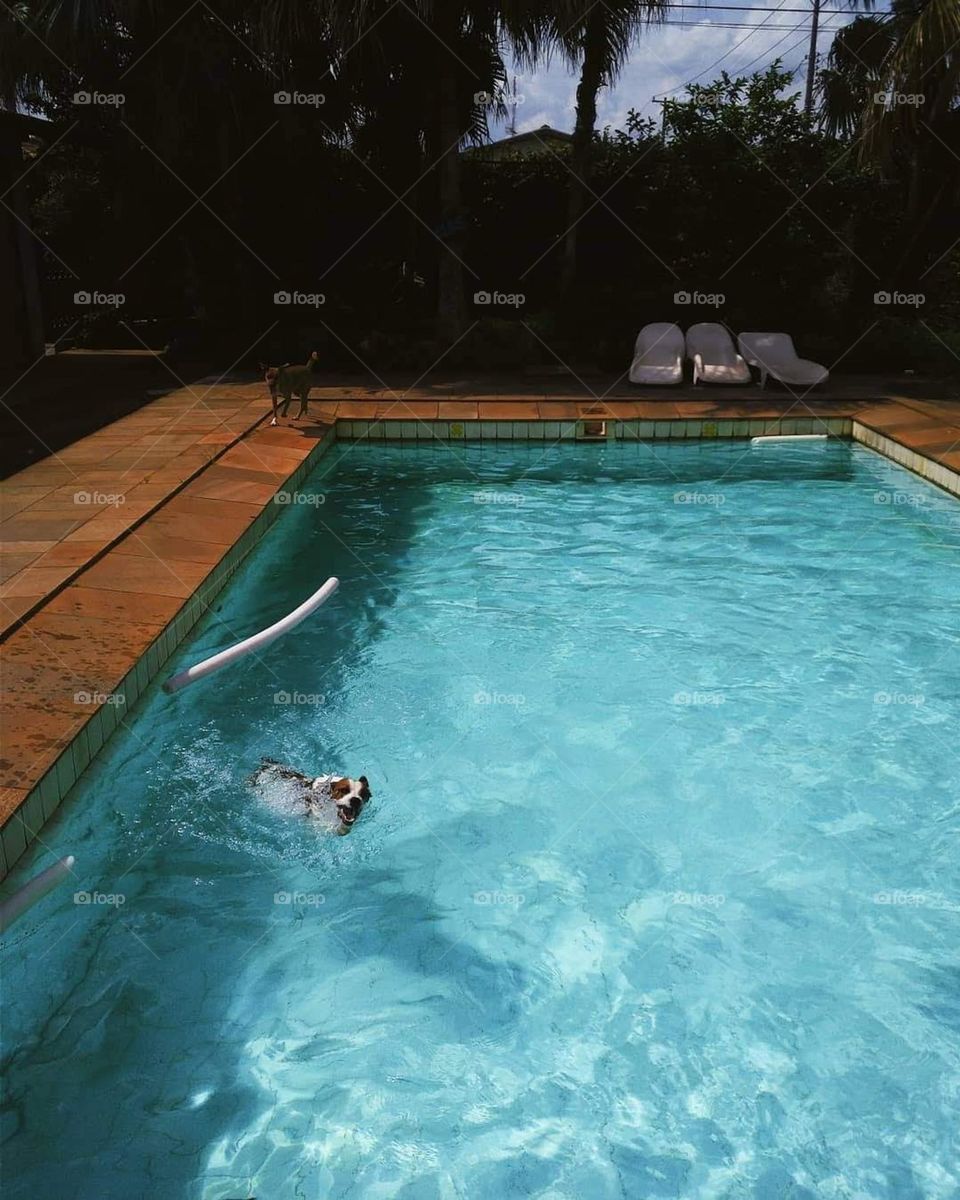 Dog swimming on the pool, on Brazil.