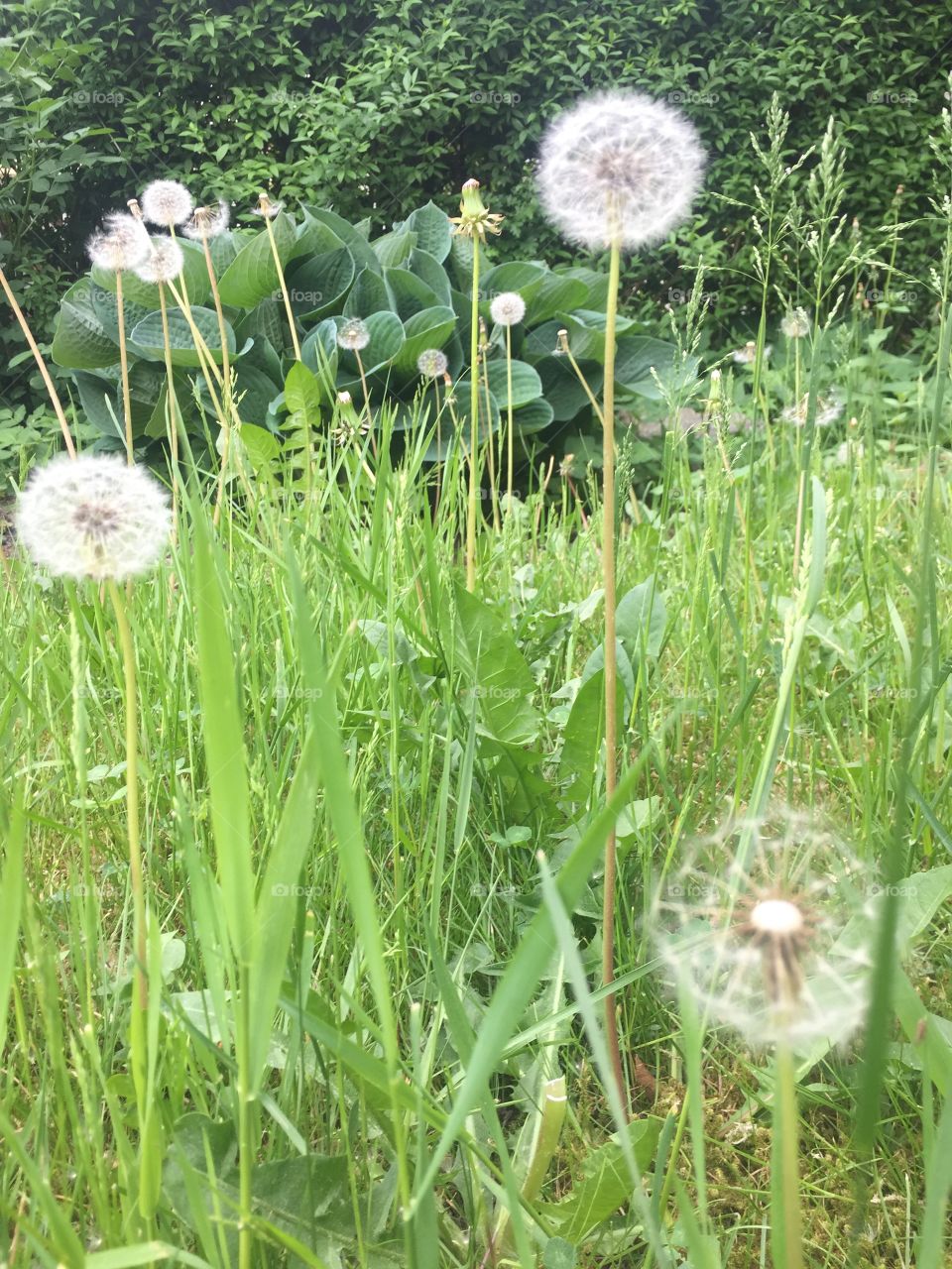 Dandelion