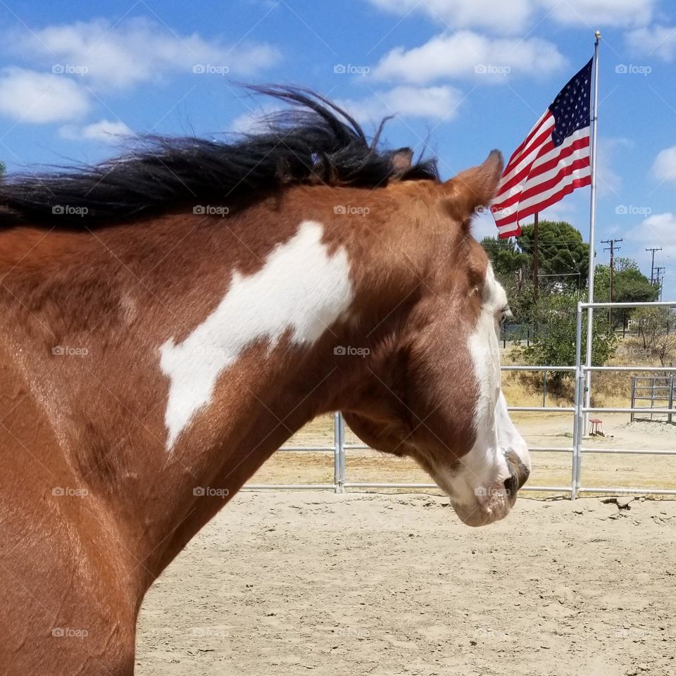 American flag and American Paint Horse