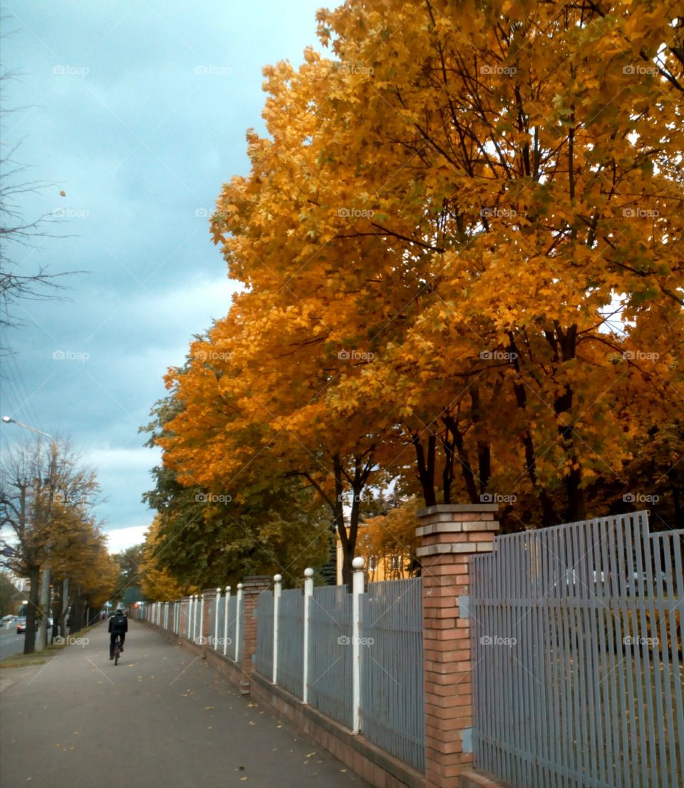 Fall, Tree, Leaf, No Person, Landscape