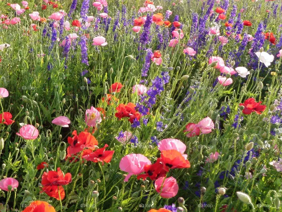 Flowers