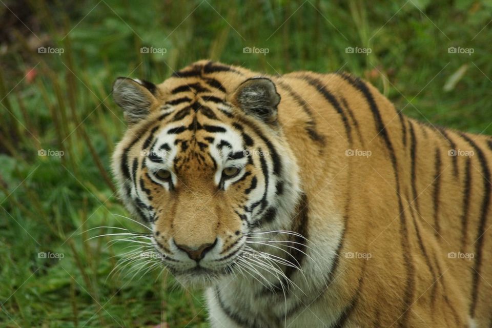 Tiger