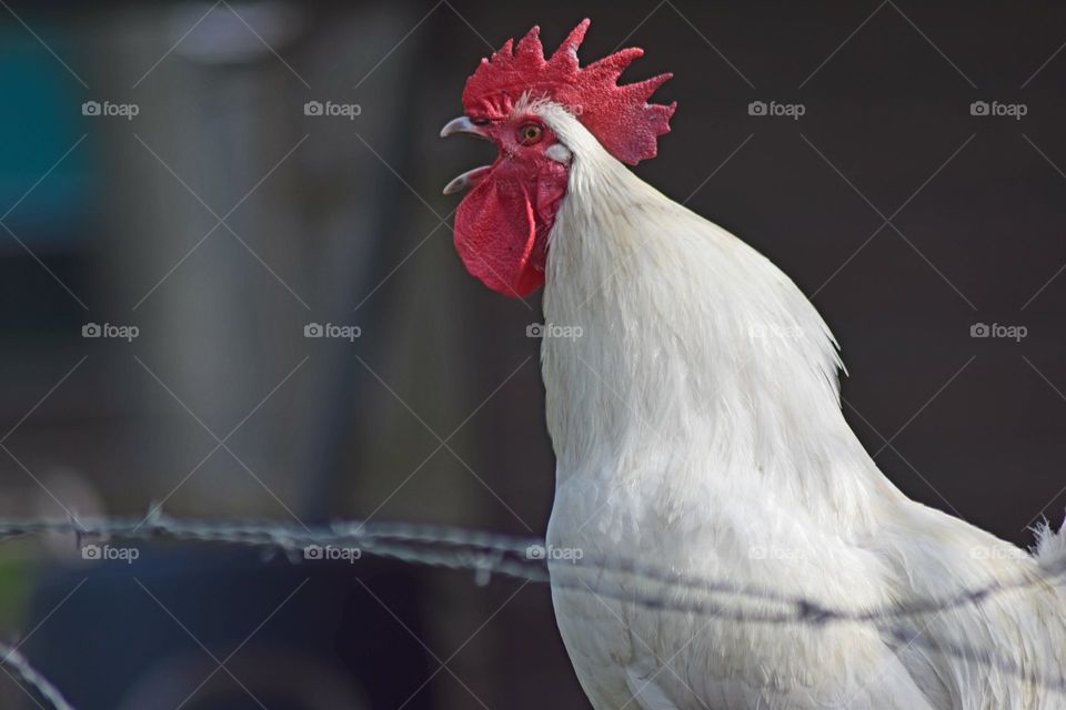 Rooster from the farm