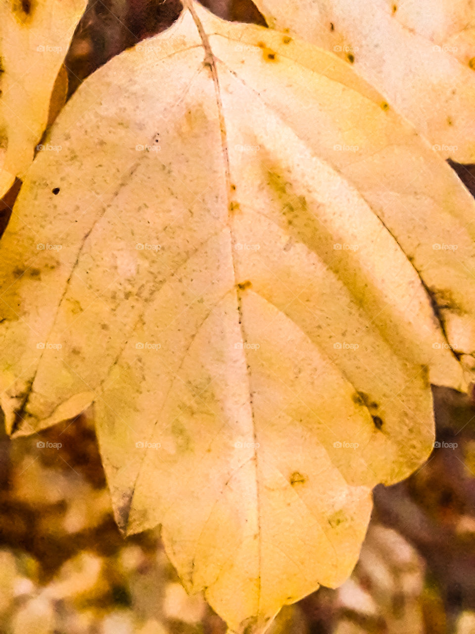 Осень жёлтый лист
