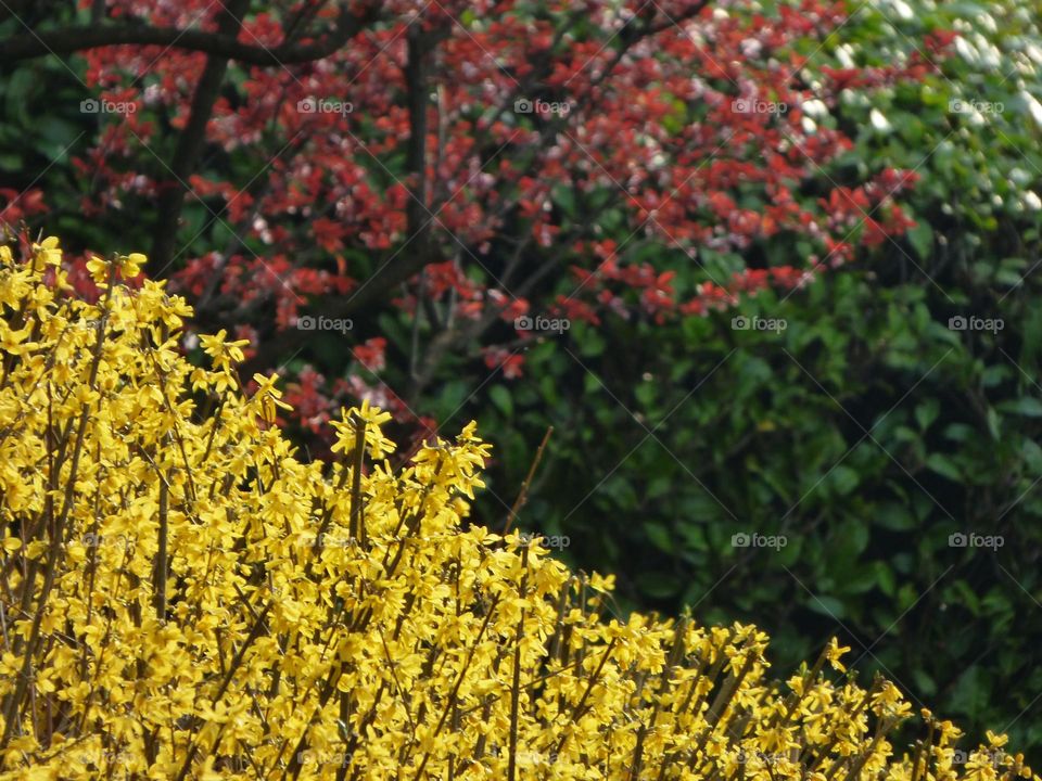 Red, yellow, and green