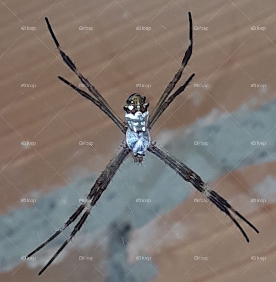SpiderMan Homem Aranha longe de casa Aracnofobia Spyder Marvel Aranha