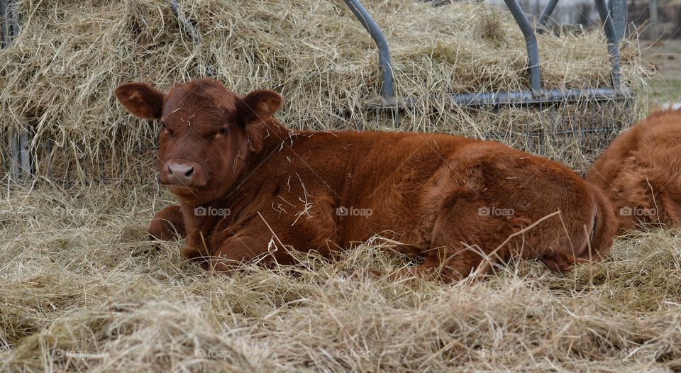 Calf staying warm in the hay