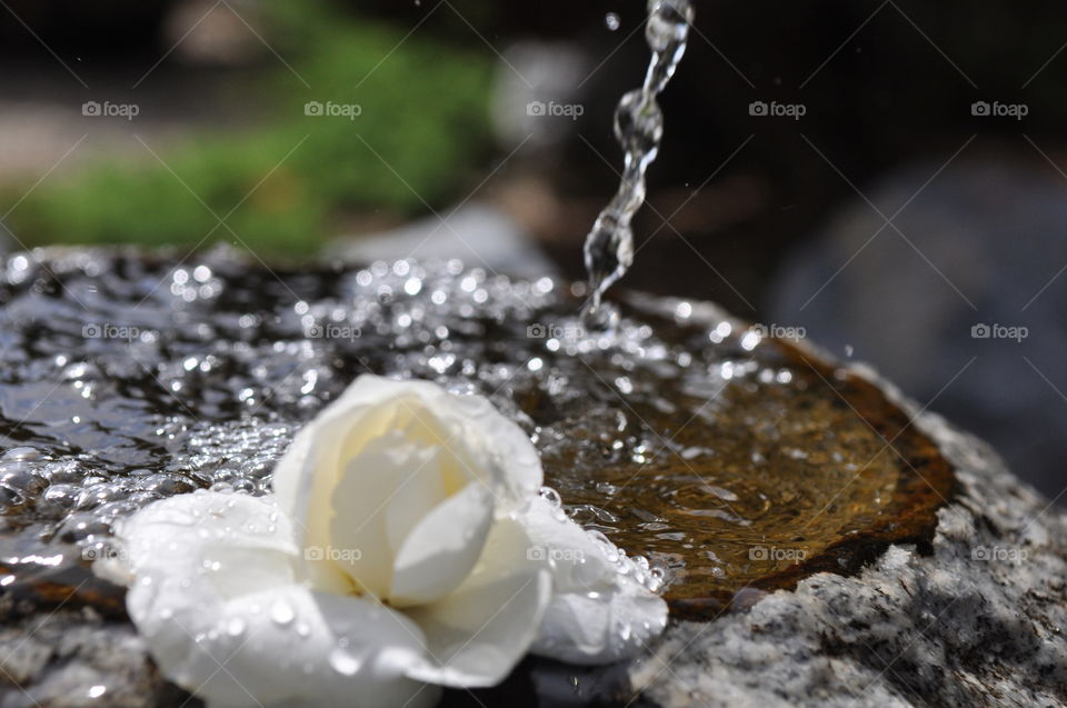 Floating white rose