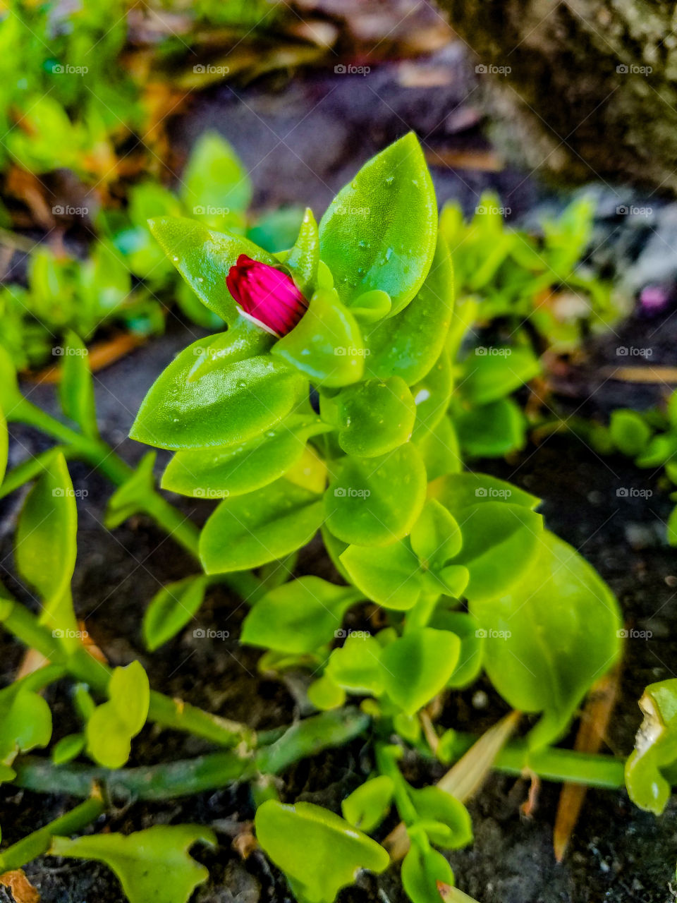 Blooming Flower