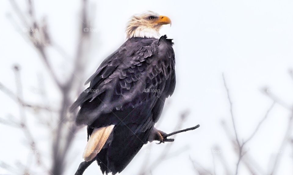 American Bald Eagle
