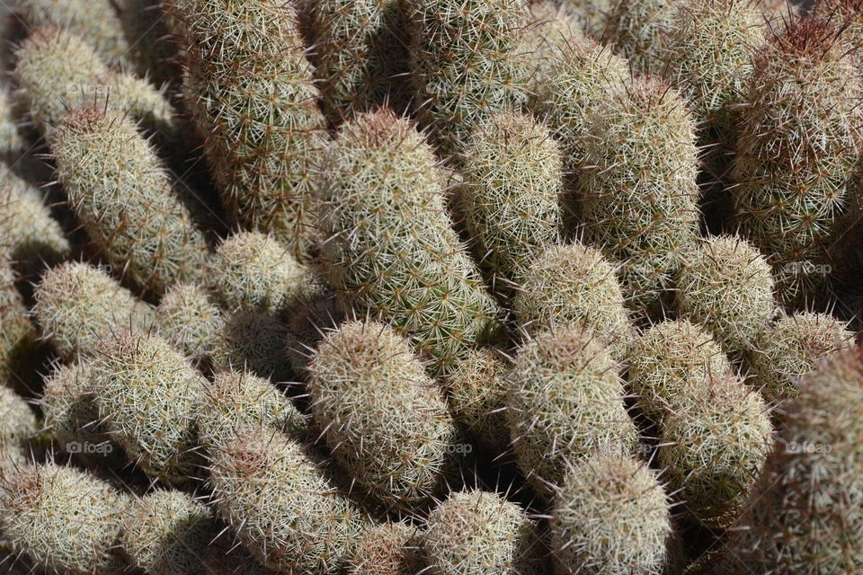 green cactus on my terrace