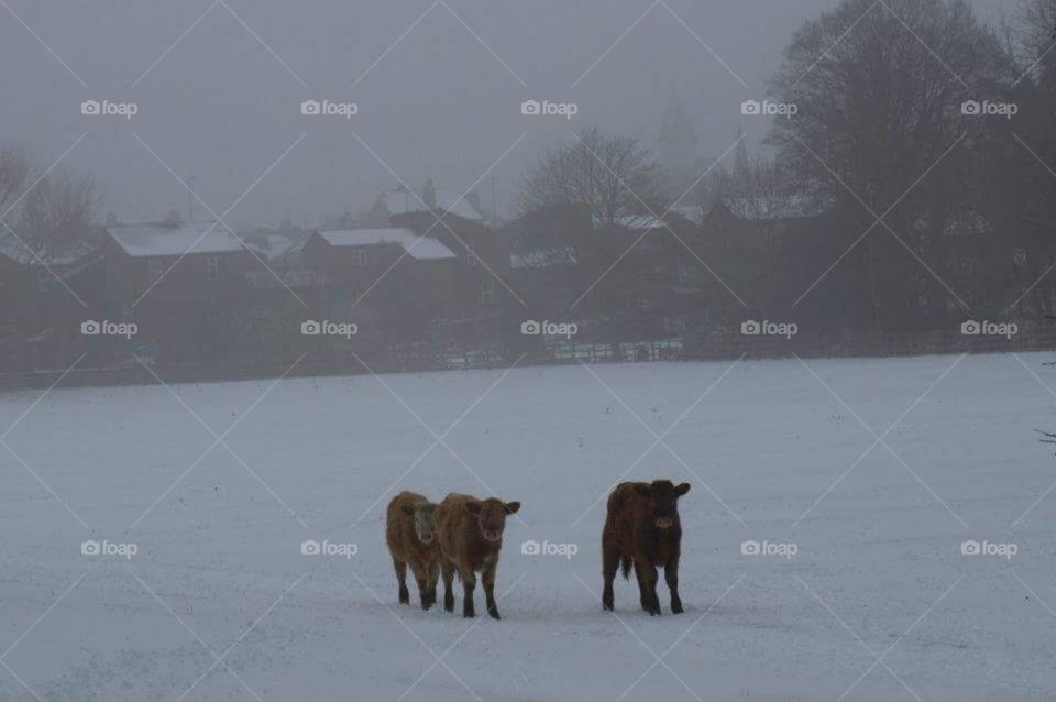 3 cows in a winter scene.  Lincolnshire farm