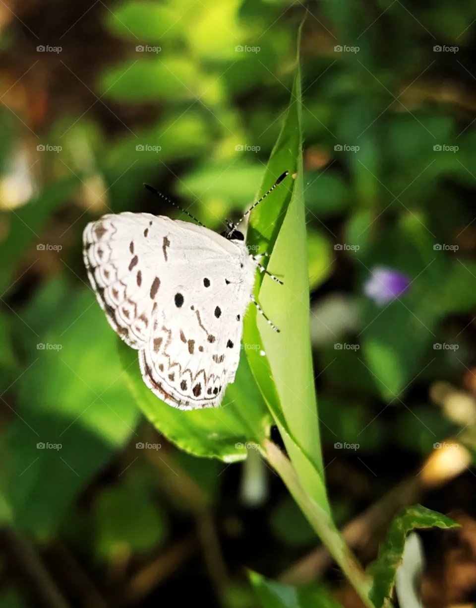 lovely black and white butterfly ...