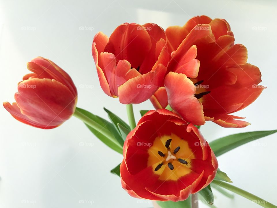 Red tulips 