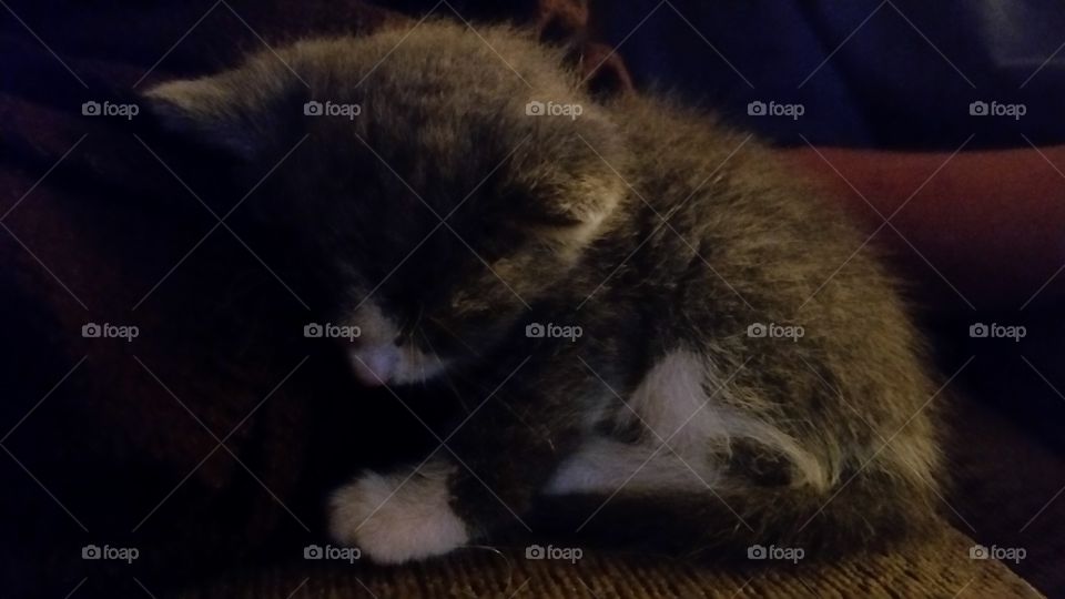sleeping kitten