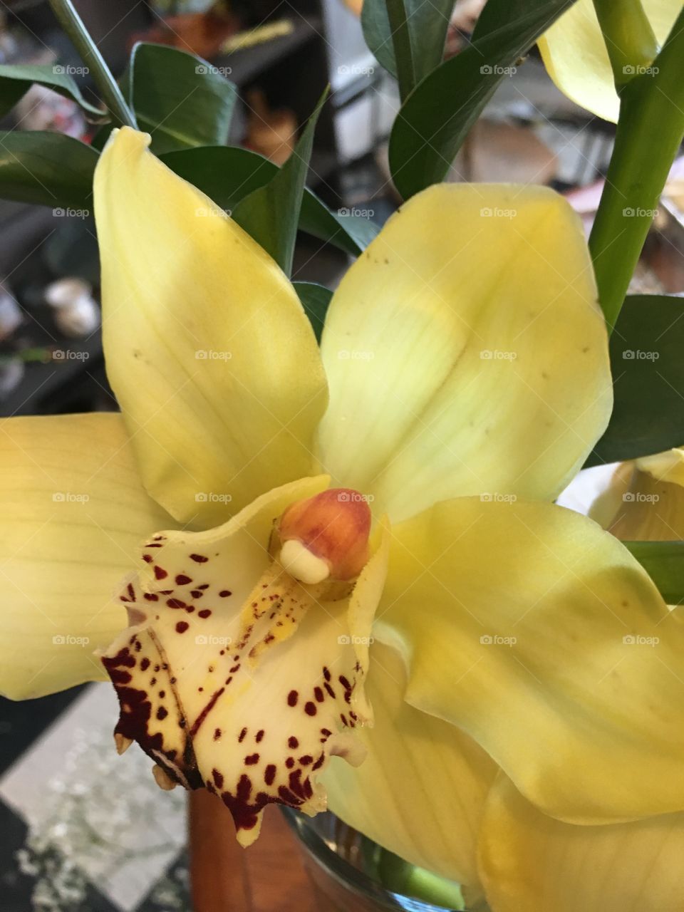 Cymbidium orchid 