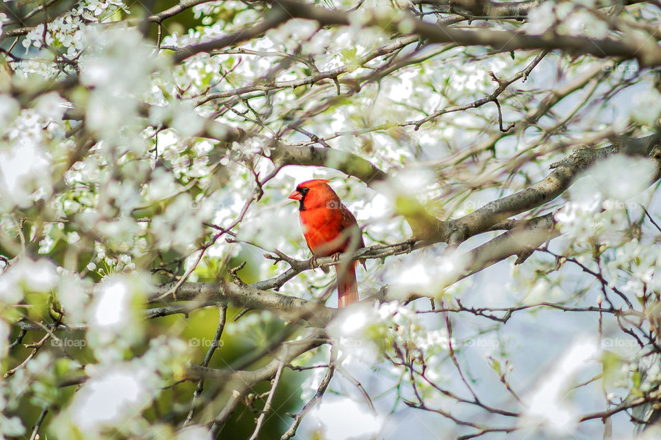 Male Cardinal in tree