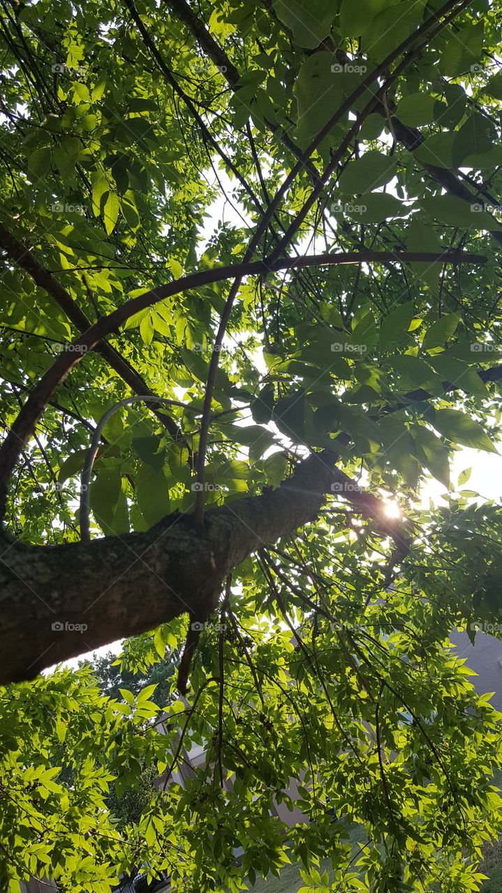 Sun In The Leaves