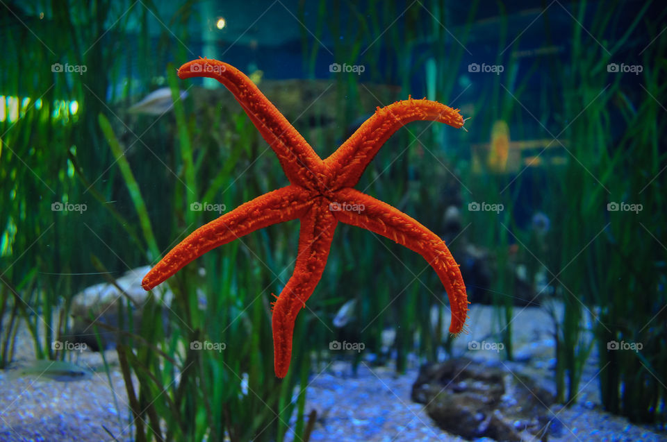 Water in aquarium and starfish 