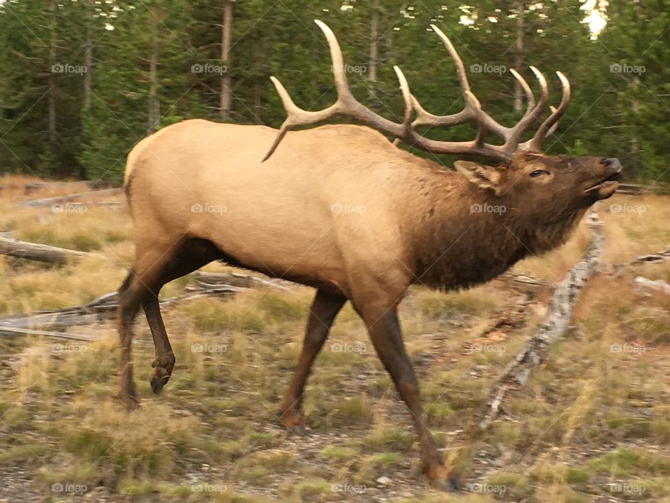 An Elk in Yellowstone