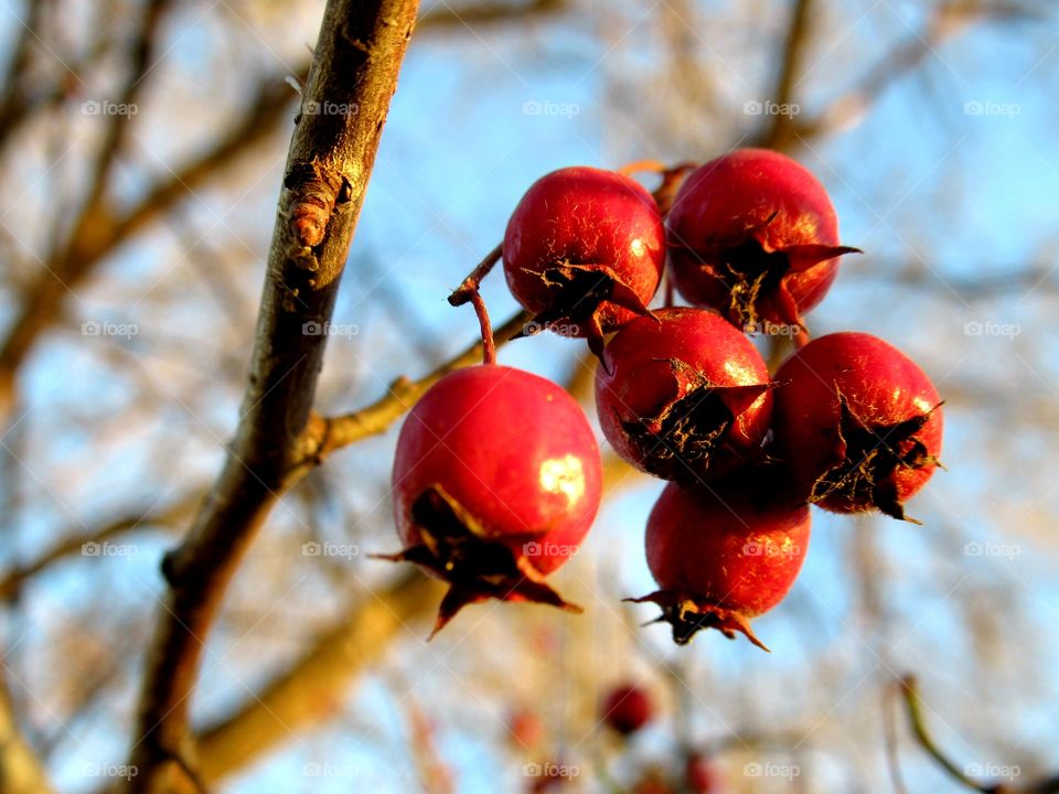 wild hawthorn, no leaves, red berries left