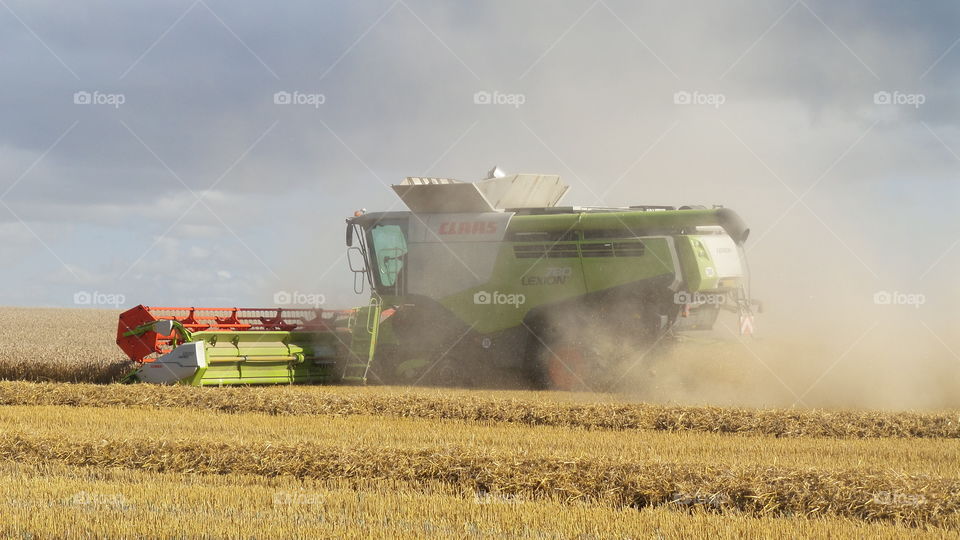 Harvest. Harvesting crops