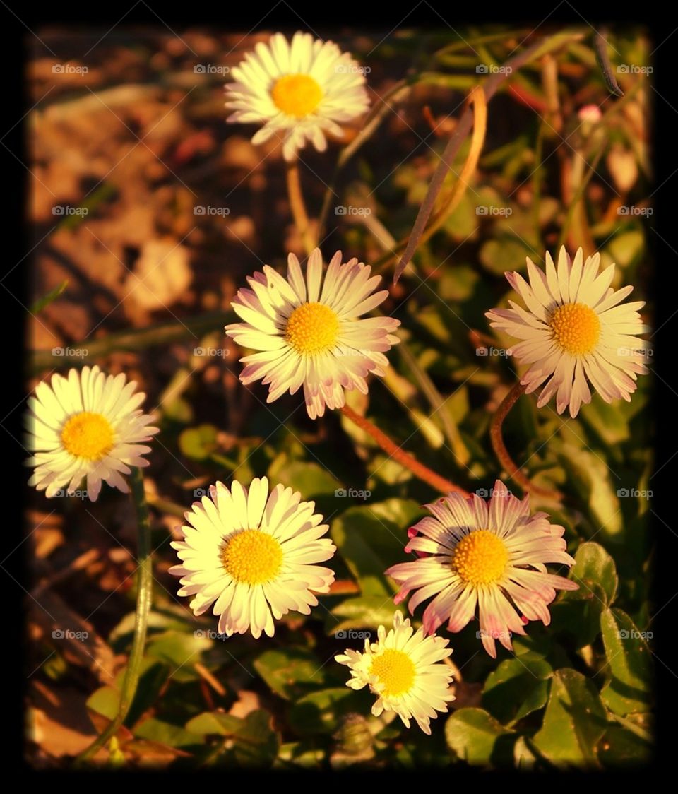 Flowers on grass