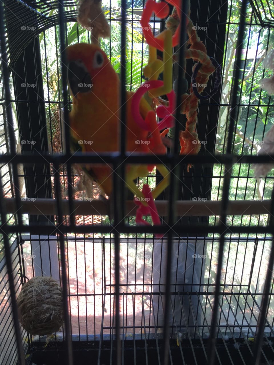 Bird, Cage, Zoo, Parrot, No Person