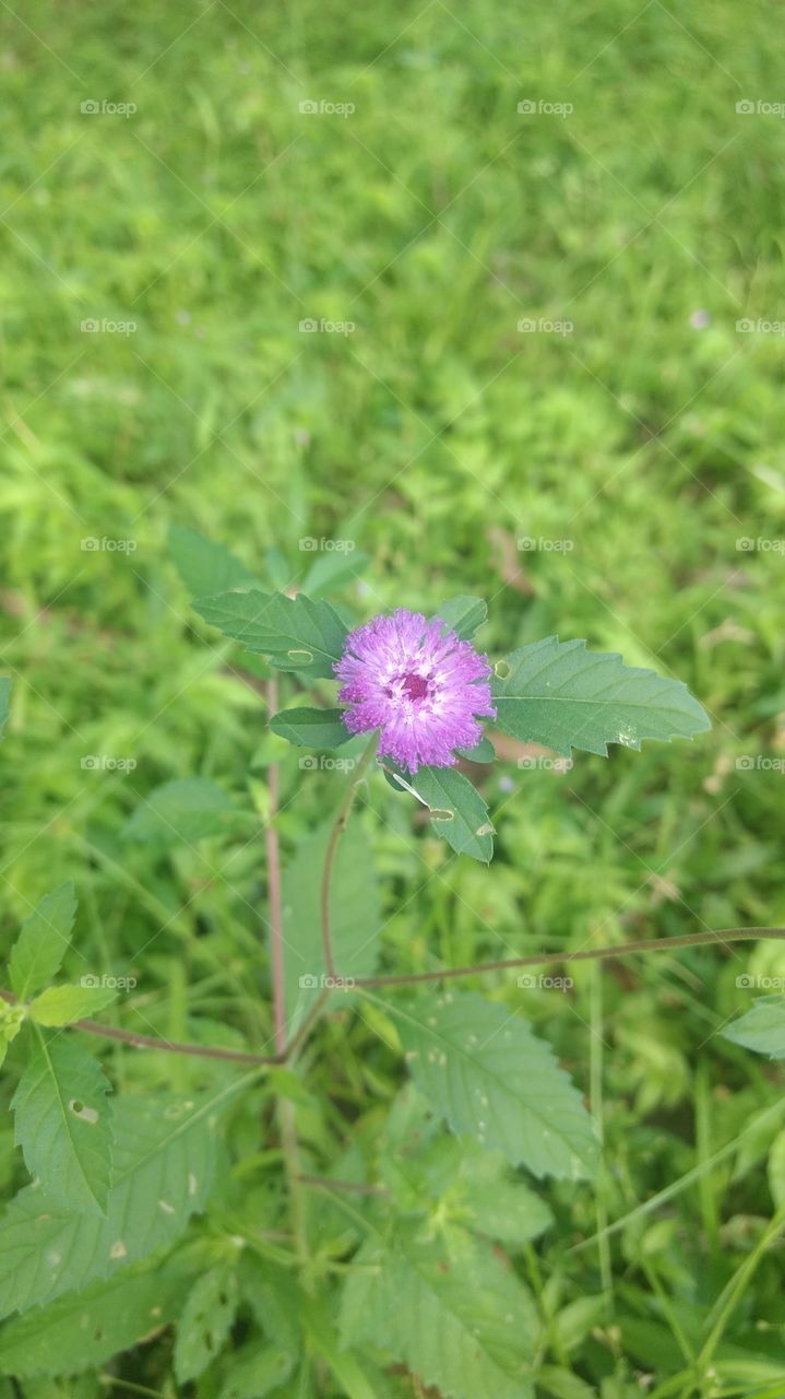 flor pequena roxa do tipo herbácea