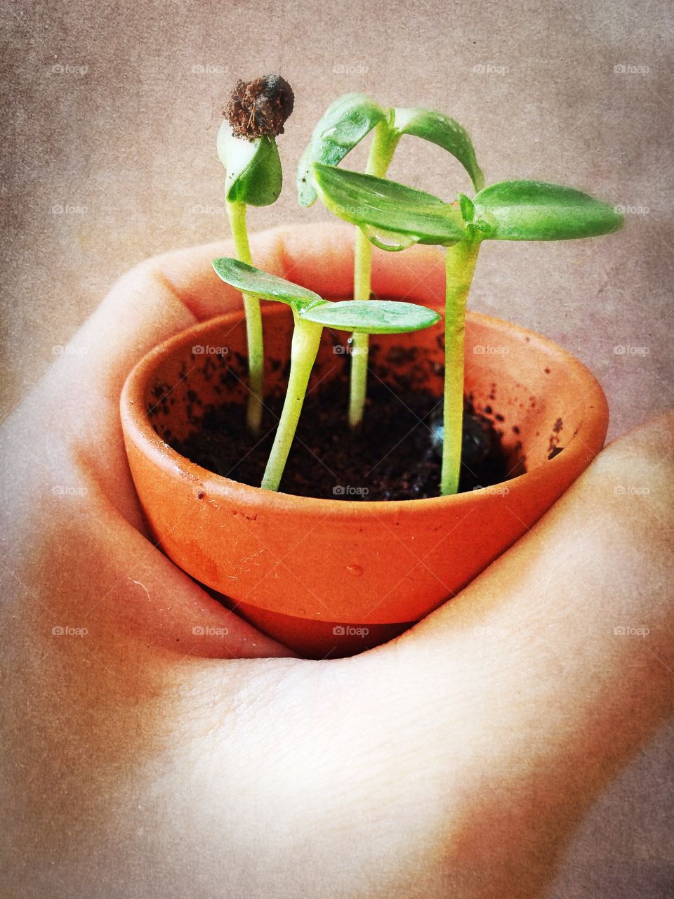 Sunflower Babies