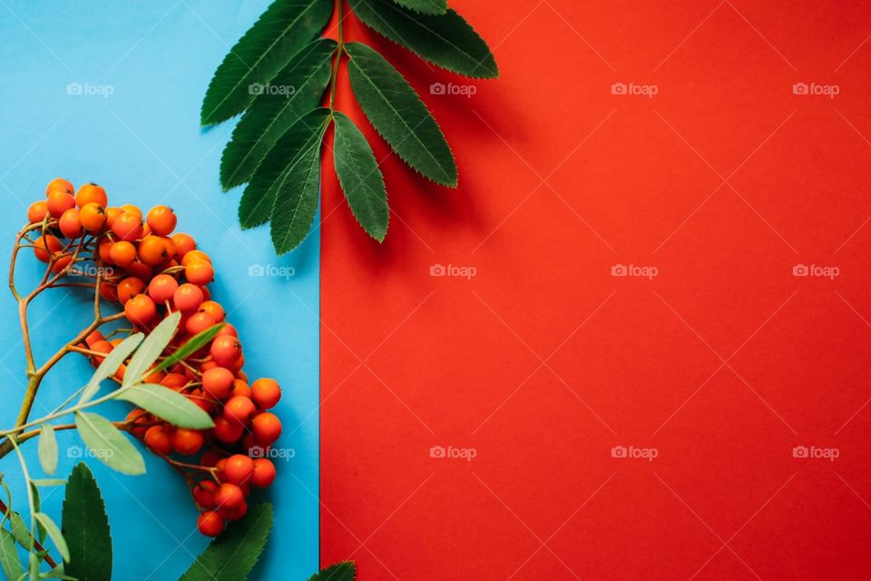 Red and blue background with green leaves and berries