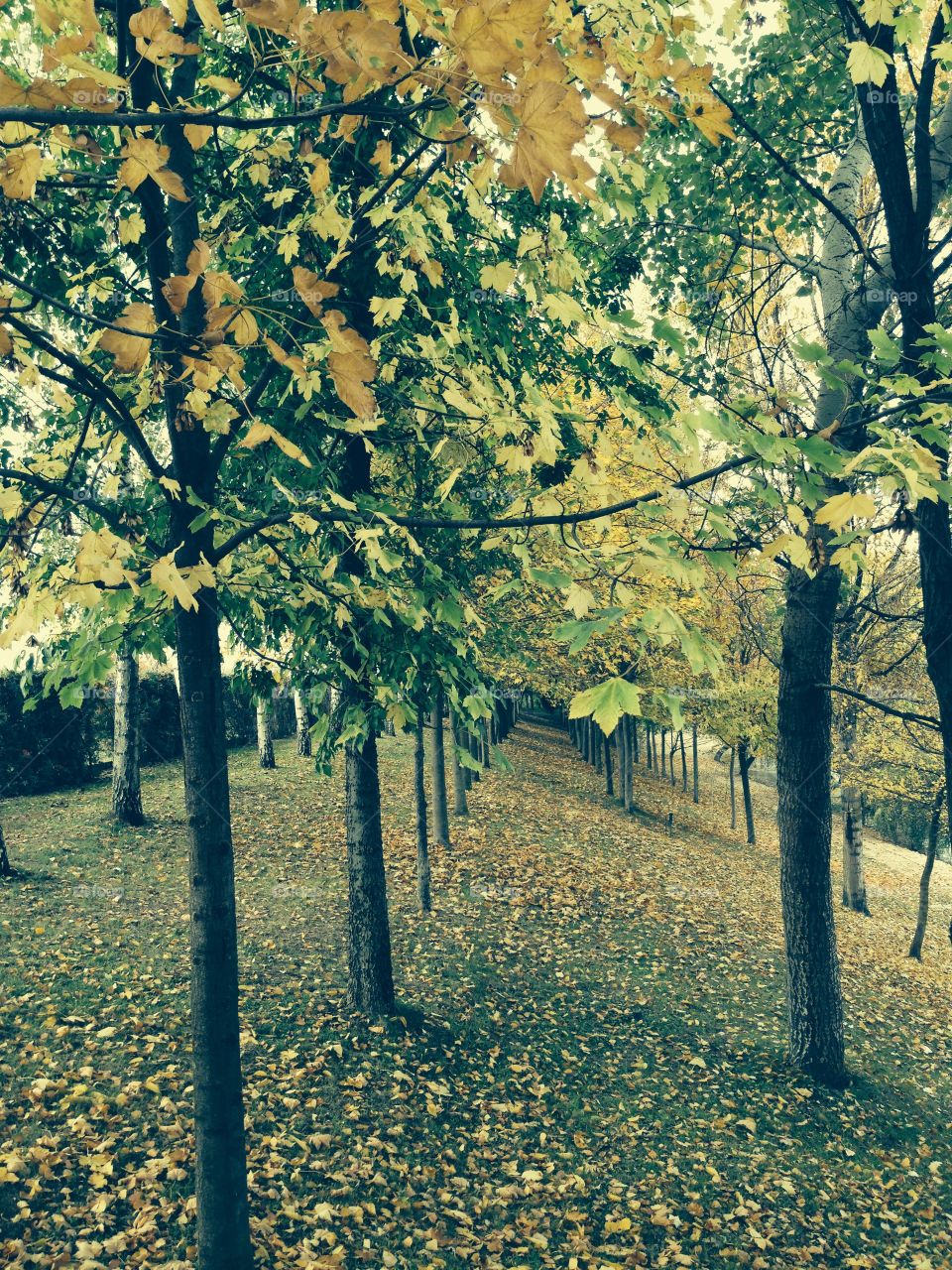 Autumn path 