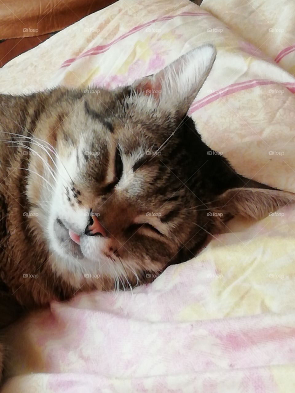 Котик с язычком