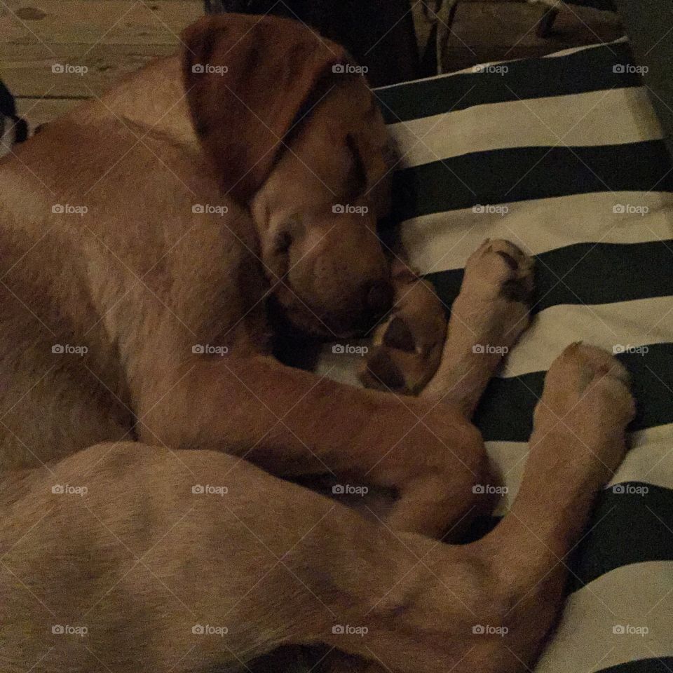 Sleeping pup 