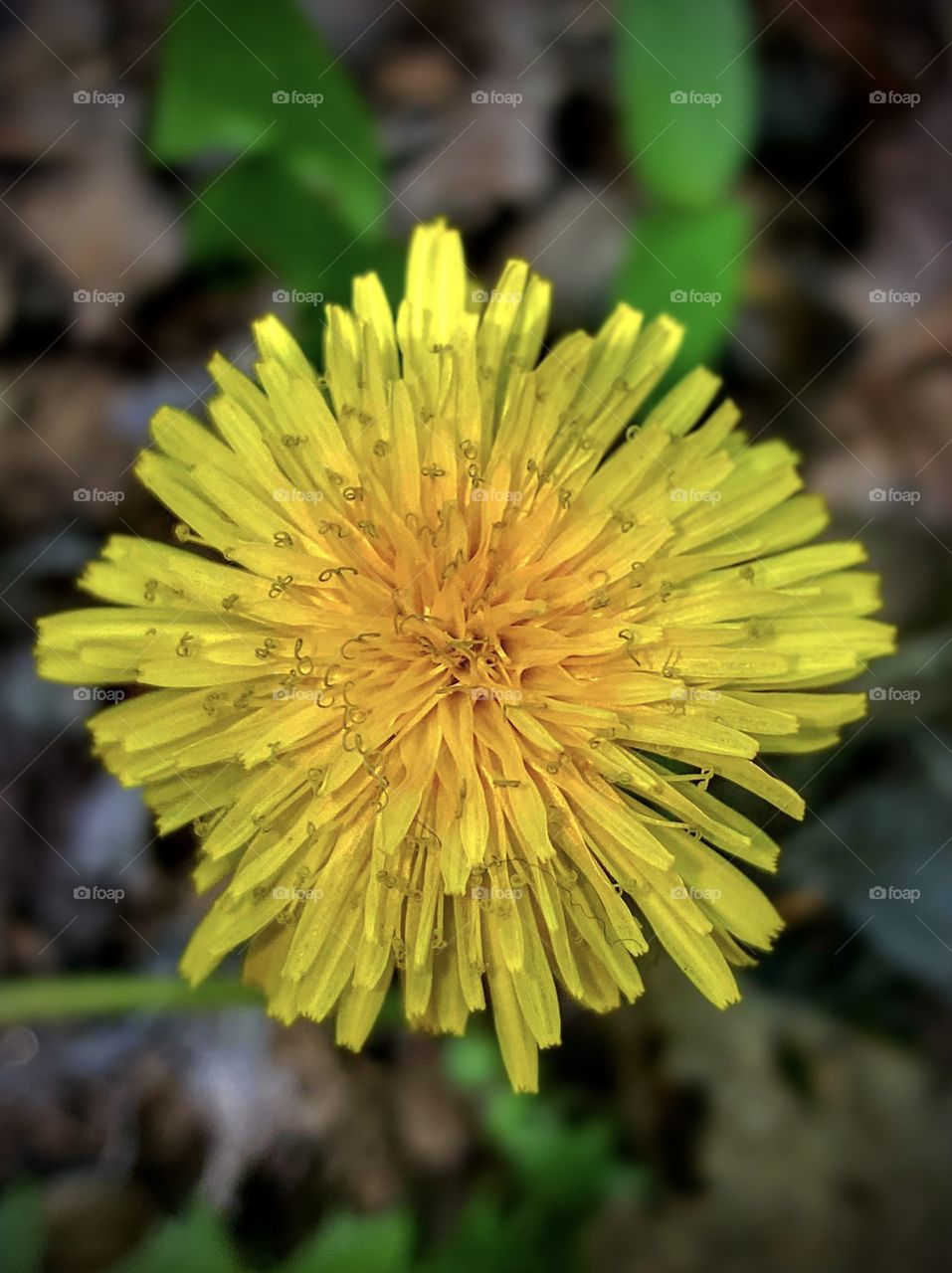 Dandelion Flower