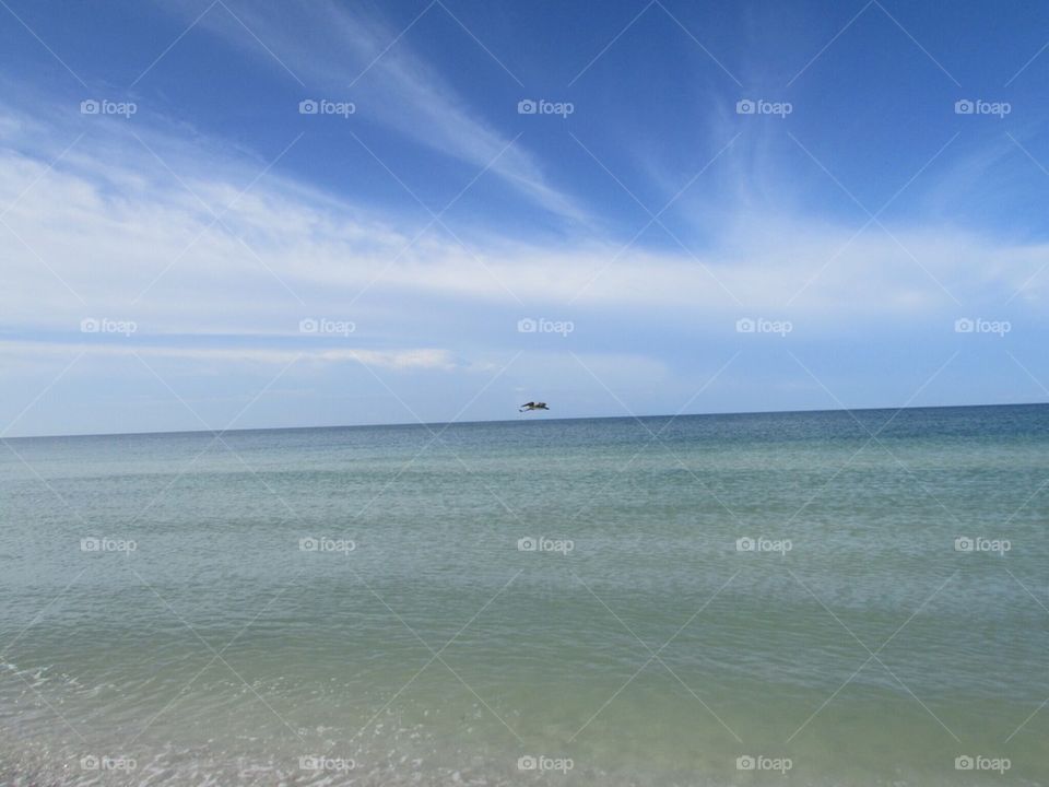 Bird flying on ocean