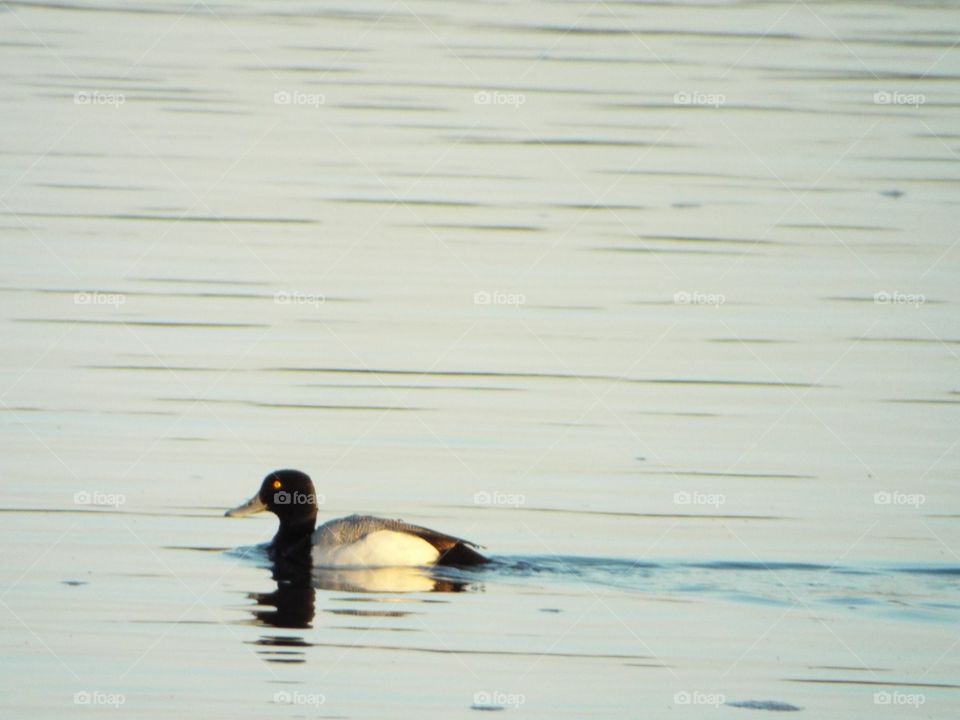 Duck on the Mississippi River 