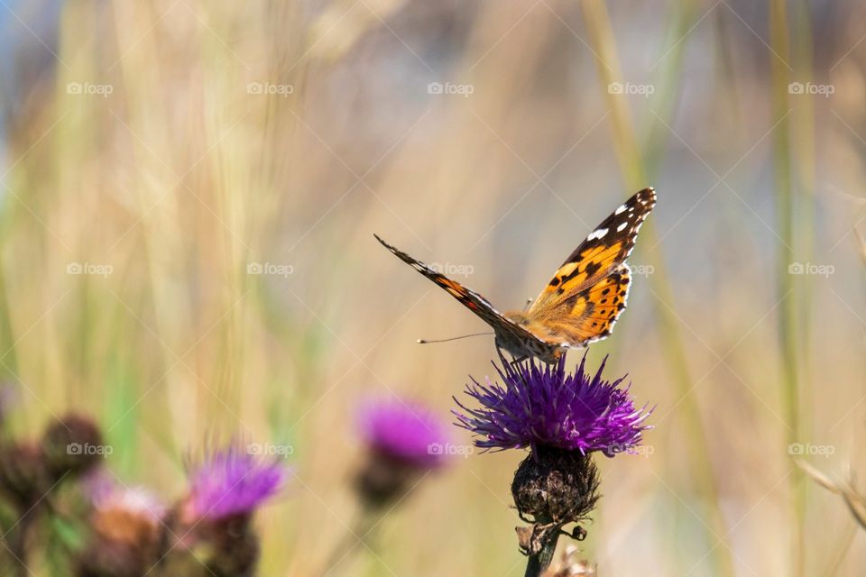 Beautiful butterfly in forest captured in camera.🦋