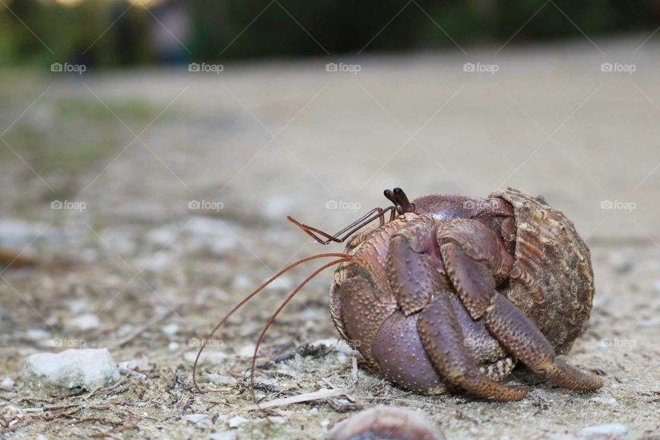 hermit crab