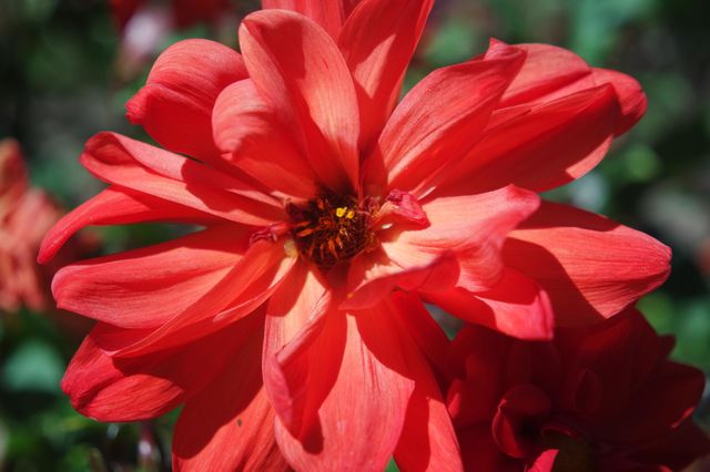 Red flower