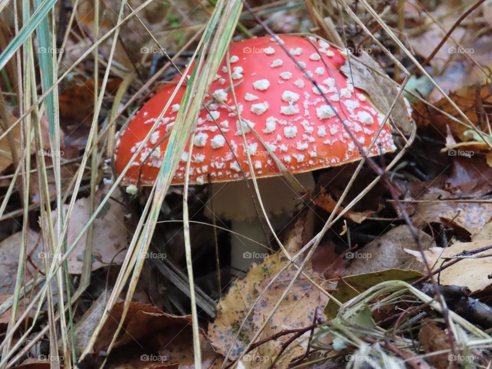 Fly agaric mushroom