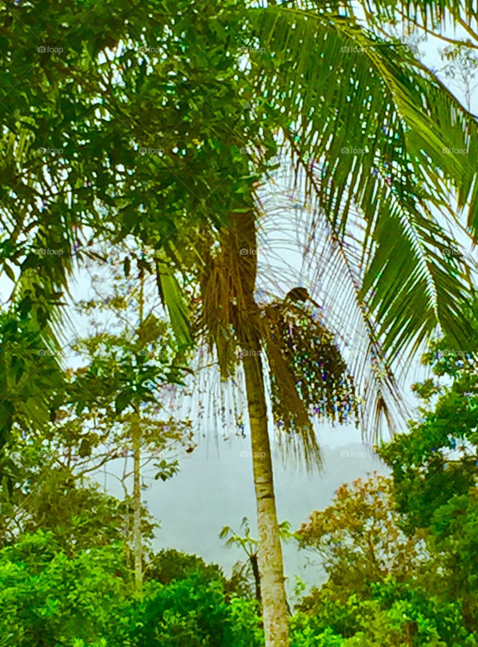 Palmeira com tucano 